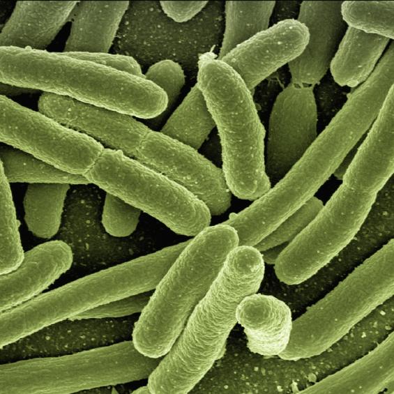 Résistance aux antimicrobiens : prévenir pour mieux guérir